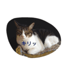 小野家の生き物たち（個別スタンプ：4）