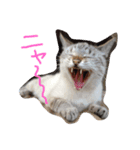愛すべき家族（個別スタンプ：4）