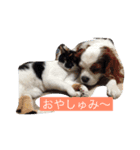 愛すべき家族（個別スタンプ：6）