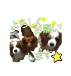 キャバリア犬のレモン君（個別スタンプ：1）