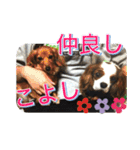 キャバリア犬のレモン君（個別スタンプ：7）