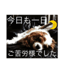 キャバリア犬のレモン君（個別スタンプ：17）