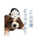 キャバリア犬のレモン君（個別スタンプ：18）