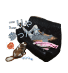 キャバリア犬のレモン君（個別スタンプ：19）