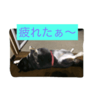 柴犬やまとくん（個別スタンプ：5）