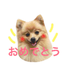 ポメラニアン こてつとこはく（個別スタンプ：1）
