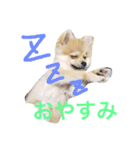 ポメラニアン こてつとこはく（個別スタンプ：4）