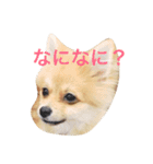 ポメラニアン こてつとこはく（個別スタンプ：9）