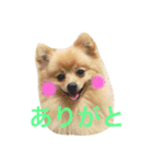 ポメラニアン こてつとこはく（個別スタンプ：11）