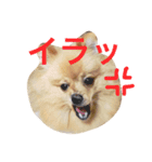 ポメラニアン こてつとこはく（個別スタンプ：13）