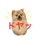 ポメラニアン こてつとこはく（個別スタンプ：16）