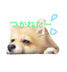 ポメラニアン こてつとこはく（個別スタンプ：19）