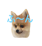 ポメラニアン こてつとこはく（個別スタンプ：20）