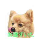 ポメラニアン こてつとこはく（個別スタンプ：21）