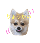 ポメラニアン こてつとこはく（個別スタンプ：22）