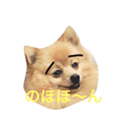 ポメラニアン こてつとこはく（個別スタンプ：25）