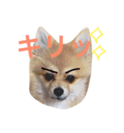 ポメラニアン こてつとこはく（個別スタンプ：26）