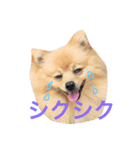 ポメラニアン こてつとこはく（個別スタンプ：29）