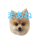 ポメラニアン こてつとこはく（個別スタンプ：30）