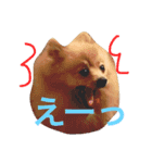 ポメラニアン こてつとこはく（個別スタンプ：36）