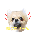 ポメラニアン こてつとこはく（個別スタンプ：38）