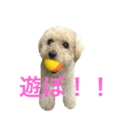 ラック トイプードル（個別スタンプ：1）