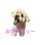 ラック トイプードル（個別スタンプ：3）