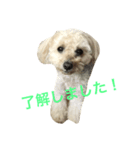 ラック トイプードル（個別スタンプ：5）