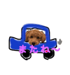 トイプードルプロキオンの日常会話！（個別スタンプ：3）