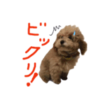 トイプードルプロキオンの日常会話！（個別スタンプ：7）