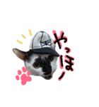 messyu cat.-kiki ver-（個別スタンプ：1）
