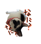 messyu cat.-kiki ver-（個別スタンプ：2）