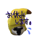 messyu cat.-kiki ver-（個別スタンプ：3）