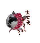 messyu cat.-kiki ver-（個別スタンプ：4）