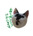 messyu cat.-kiki ver-（個別スタンプ：5）