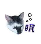 messyu cat.-kiki ver-（個別スタンプ：7）