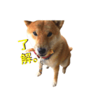 ぽこくんの毎日。（個別スタンプ：1）