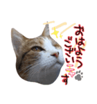 messyu cat.-mugi ver-（個別スタンプ：1）
