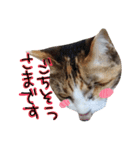 messyu cat.-mugi ver-（個別スタンプ：2）