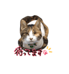 messyu cat.-mugi ver-（個別スタンプ：3）
