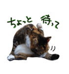 messyu cat.-mugi ver-（個別スタンプ：4）