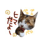 messyu cat.-mugi ver-（個別スタンプ：5）