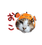 messyu cat.-mugi ver-（個別スタンプ：6）