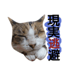 messyu cat.-mugi ver-（個別スタンプ：8）