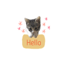 にゃんず コミュニティー。（個別スタンプ：5）