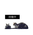 にゃんず コミュニティー。（個別スタンプ：10）