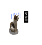 にゃんず コミュニティー。（個別スタンプ：12）
