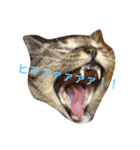 しましま猫のスタンプ。（個別スタンプ：1）