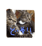 しましま猫のスタンプ。（個別スタンプ：4）