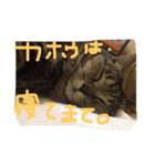 しましま猫のスタンプ。（個別スタンプ：5）